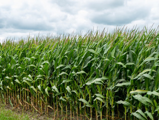 Edge of cornfield with corn stalks, leaves and tassels waving in the breeze. Farm agriculture concept.