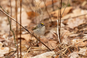 Golden - crowned Kinglet in spring forest.The golden-crowned kinglet is a very small american songbird