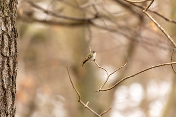 Golden - crowned Kinglet in spring forest.The golden-crowned kinglet is a very small american songbird