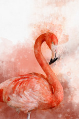 Portrait of a Flamingo, watercolor painting. Red flamingo (Phoenicopterus ruber), zoological illustration, hand drawing.
