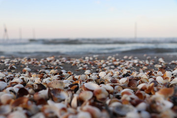 A beautiful landscape of shells on the beach