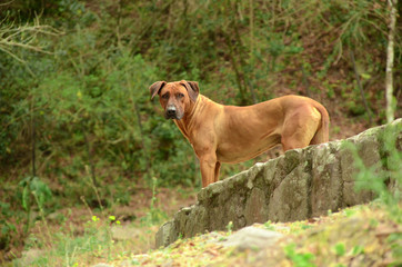 Perro en el bosque de  Villa San Lorenzo, Salta, Argentina.
