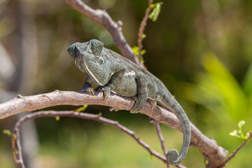 Naklejka na ściany i meble Flap-necked Chameleon in South Africa