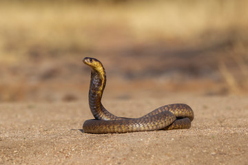Snouted Cobra in South Africa