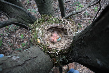 Nido merli, uova merli, uccellini nel nido