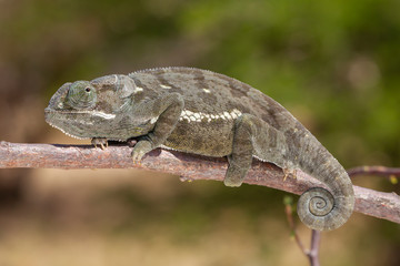 Flap-necked Chameleon in South Africa © Dennis Donohue