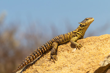 Sungazer Lizard on rock in South Africa
