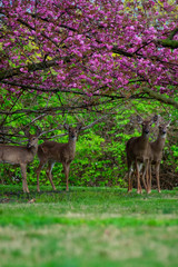 Four Deer Standing Under a Cherry Blossom Tree