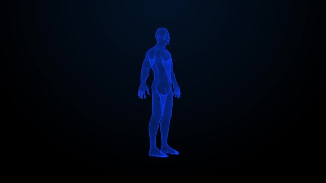 The hologram of rotating human. Blue 3D animation of human with a seamless loop