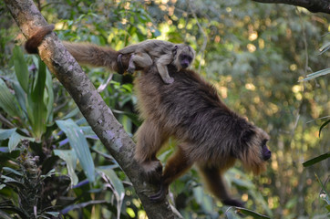Monos aulladores en familia, Iguazú, Misiones Argentina