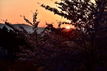 Fototapeta premium 奈良の東大寺の鹿と桜