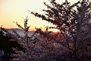 奈良の東大寺の鹿と桜