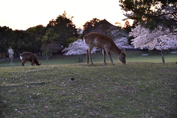 奈良の東大寺の鹿と桜