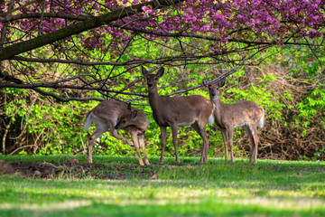 Naklejka na ściany i meble A Group of Three Deer Standing Under a Cherry Blossom Tree