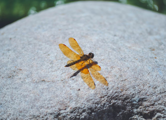dragonfly on a stone