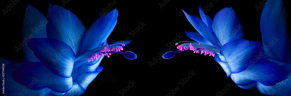 Wall mural panoramic view of a cactus flower in blue color on a black background with a pink macro pollen