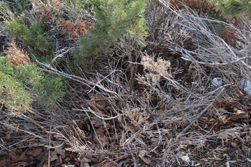 dry tree branches