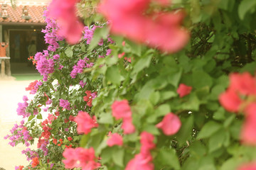 ブーゲンビリア