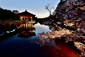 Fototapeta premium 日本の奈良の桜の猿沢池