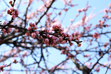 A branch of a blossoming apricot tree against blue sky background