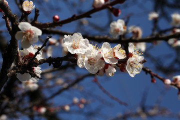 A branch of a blossoming apricot tree against blue sky background