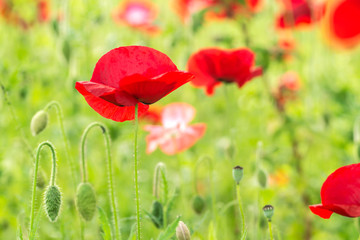 Fototapeta premium Flowering poppies. A field of poppies. Sunlight shines on plants.