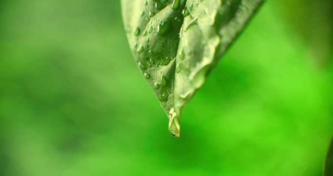 Large beautiful drops of transparent rain water on a green leaf macro. Drops of dew in the morning glow in the sun. Beautiful leaf texture in nature. Natural background.