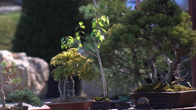 A small green bonsai tree grown in a botanical garden using millennia-old Japanese tradition garden