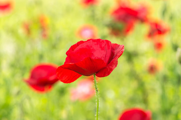 Fototapeta premium Flowering poppies. A field of poppies. Sunlight shines on plants.