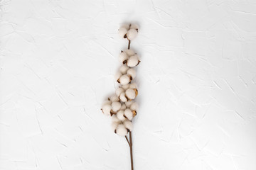 Cotton branch on a white background. View from above.