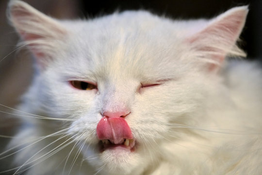 White cat licks close up color