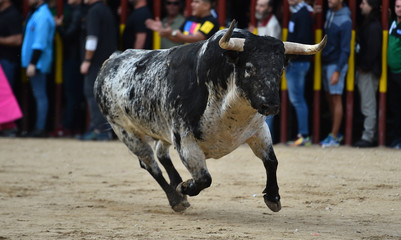 toro en un tradicional espectaculo de toreo