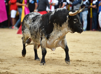 toro en un tradicional espectaculo de toreo