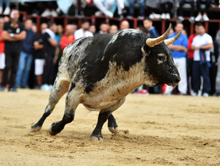 toro en un tradicional espectaculo de toreo