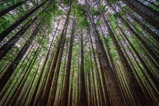 Exploring the Redwood forest with towering trees © Jeffrey