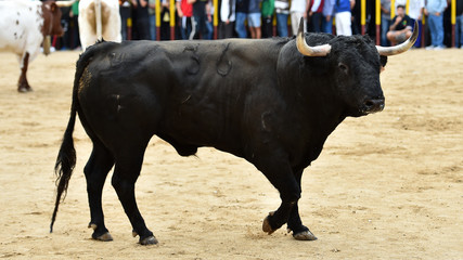un toro bravo español con grandes cuernos en una plaza de toros en un tradicional espectáculo de toreo
