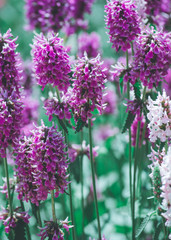 Obraz premium purple flowers in a garden
