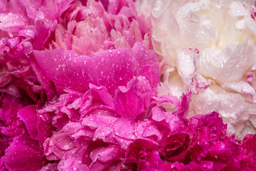 A bouquet of peonies with water drops. Spring violet flowers
