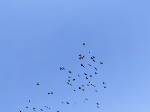 A  groups of birds in the sky near in Punjab in india