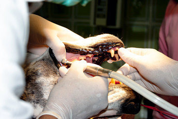 Dental surgery performed on a large dog