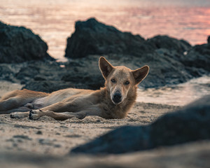 Stray dogs lie on a sandy beach at sunset