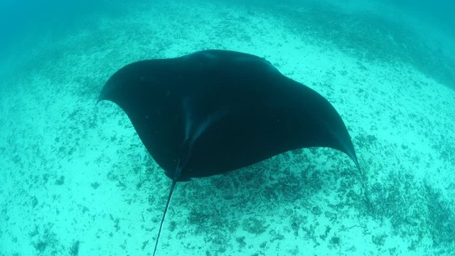 manta ray underwater swim elegant tropical waters sandy bottom