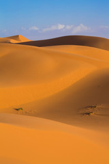 Fototapeta na wymiar Golden light on Sahara dunes in Merzouga, Morocco