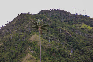 Obraz premium wax palm with mountain in the background