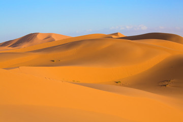 Fototapeta na wymiar Golden light on Sahara dunes in Merzouga, Morocco