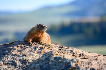 Detail of yellow belled marmot