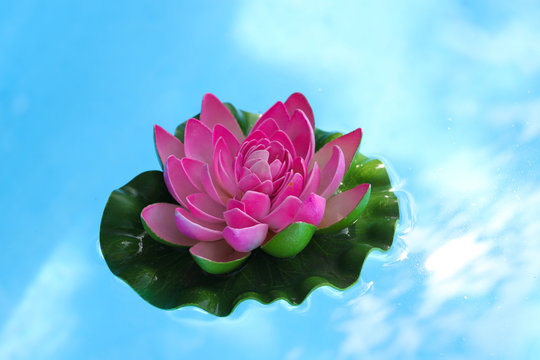 A view of a lotus