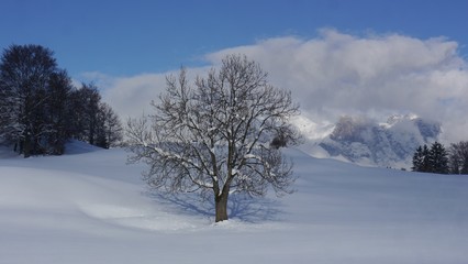 Trees On Snow Covered Landscape Against Sky