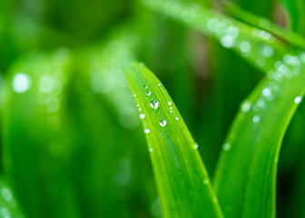 Droplets Drip Down After a Morning Rain Shower