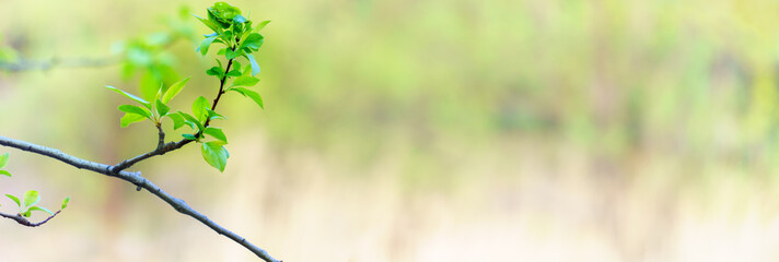 panoramic view of young leafs on colorful bokeh background